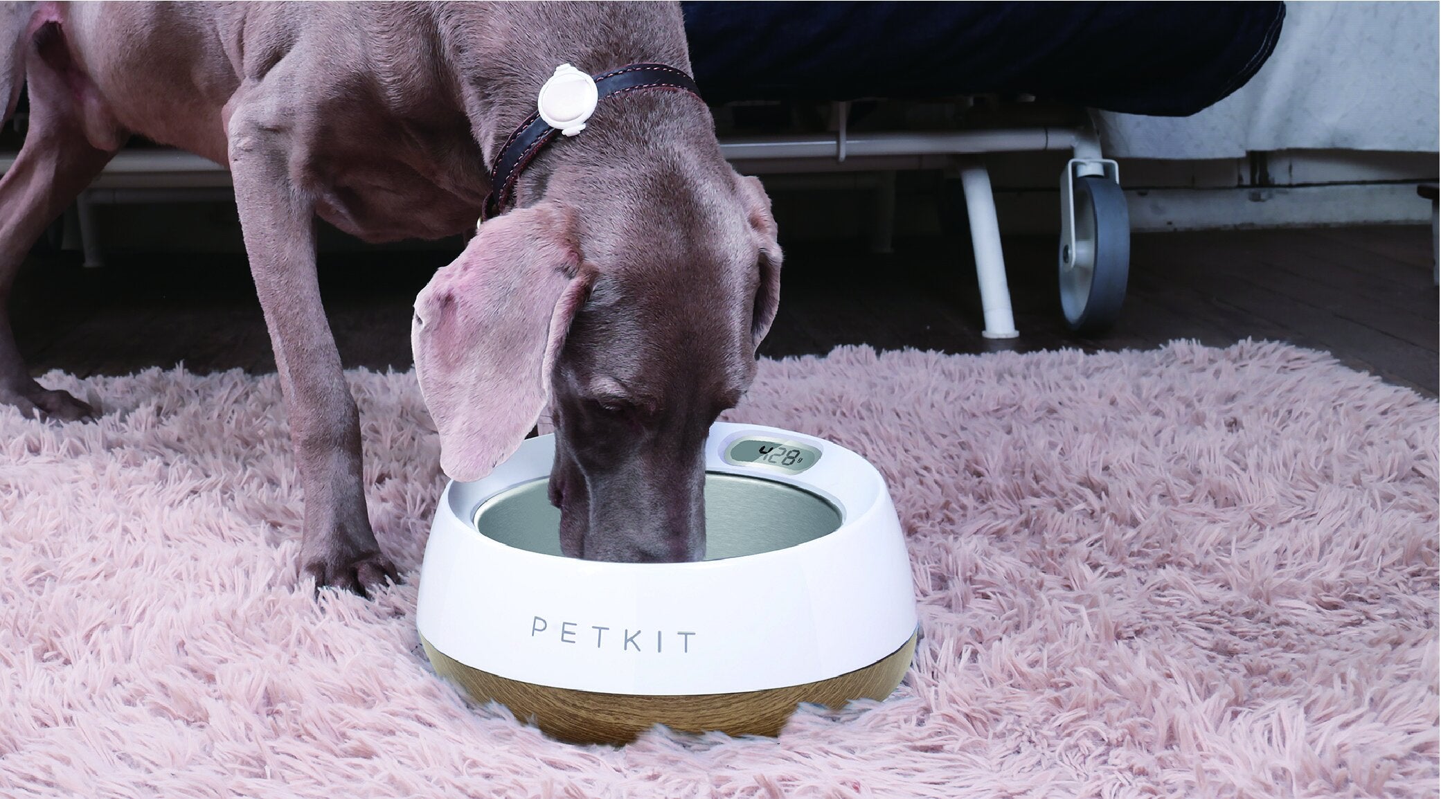 Petkit fresh metal smart pet bowl hotsell